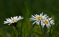 AS Common Daisy (Bellis perennis)